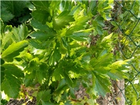 8180271d-Celer IMG_20210425_075734.jpg